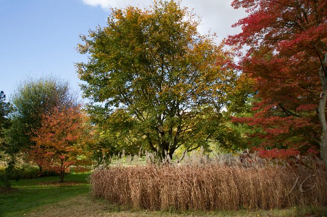 0067Arboretum.jpg - SONY DSC